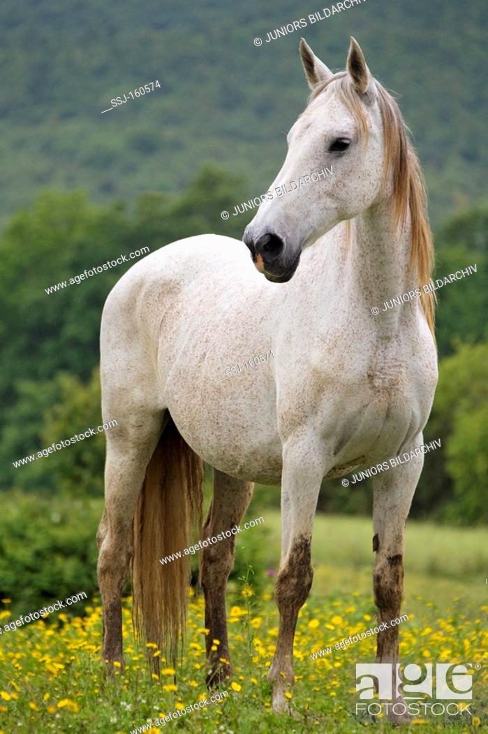 Salernitano Horse
