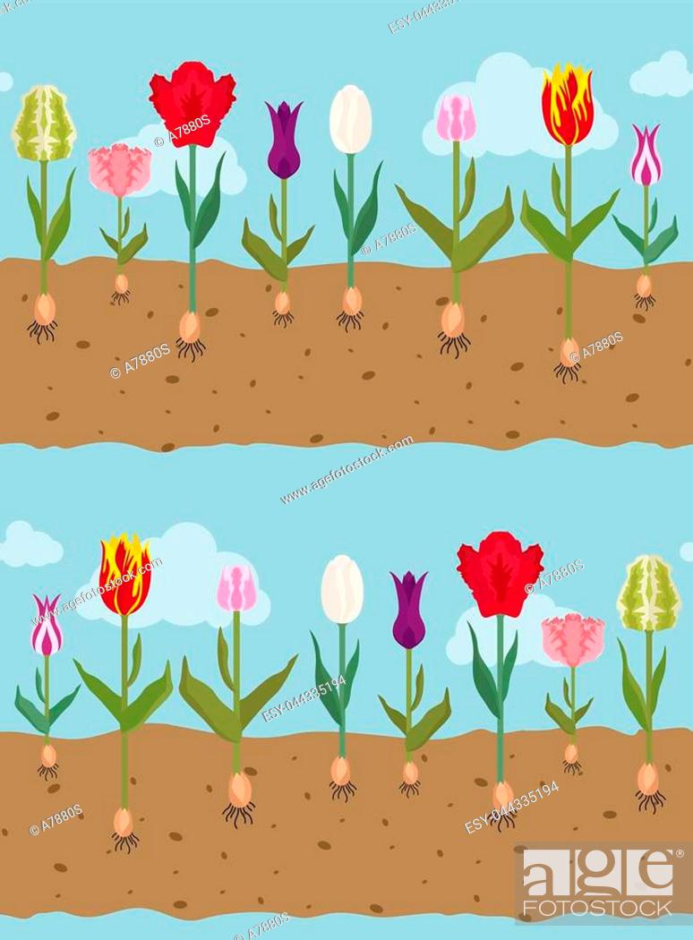 Stock Vector: Tulip varieties flat seamless pattern. Garden flower and house plants. Vector illustration.