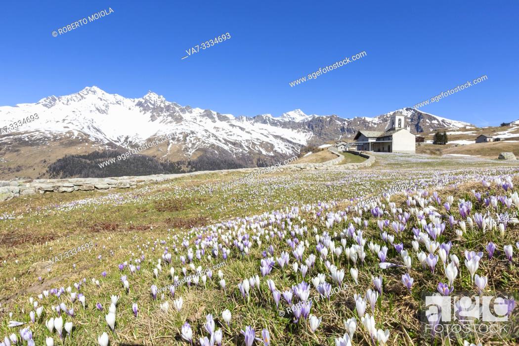 Stock Photo: Crocus flower in bloom, Andossi, Madesimo, Chiavenna Valley, Sondrio province, Valtellina, Lombardy, Italy.