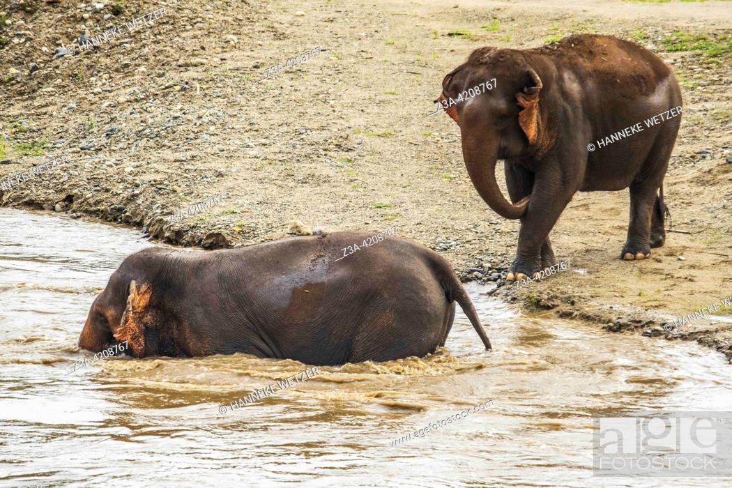Stock Photo: Elephants in the river at the Elephant Nature Park, a sanctuary and rescue centre for elephants in Mae Taeng District, Chiang Mai Province, Northern Thailand.