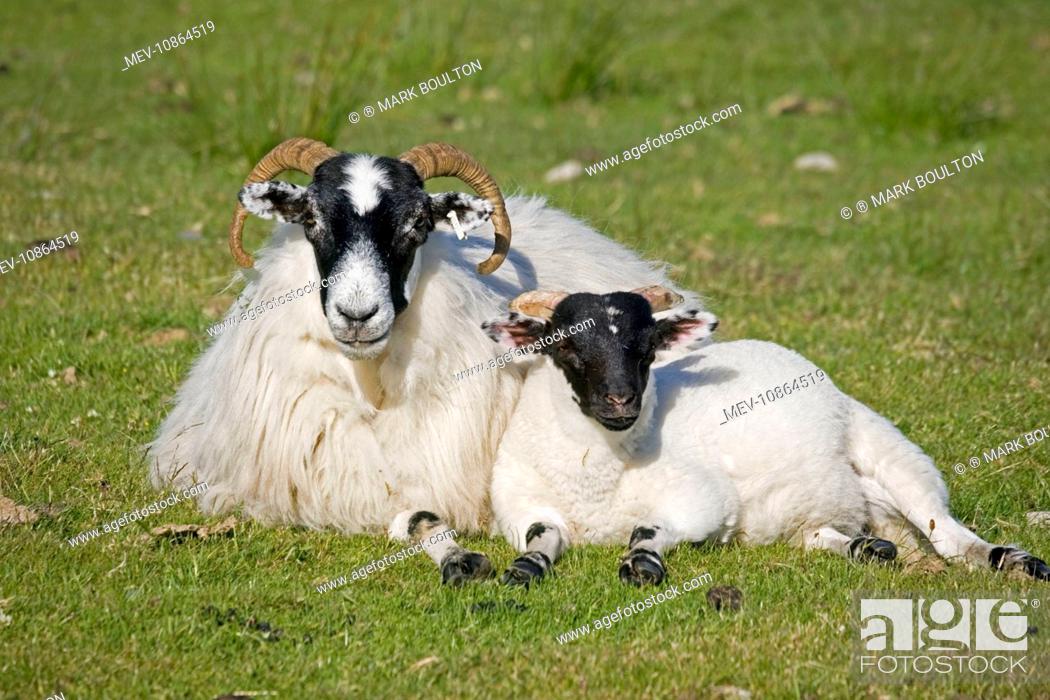 Stock Photo: Scottish black-faced ewe and lamb. Isle of Mull, Scotland, UK.