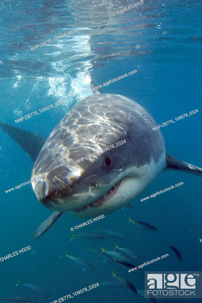 Stock Photo: Great white shark     Date: 07/11/2003  Ref: ZB775-109078-0324  COMPULSORY CREDIT: Oceans Image/Photoshot.