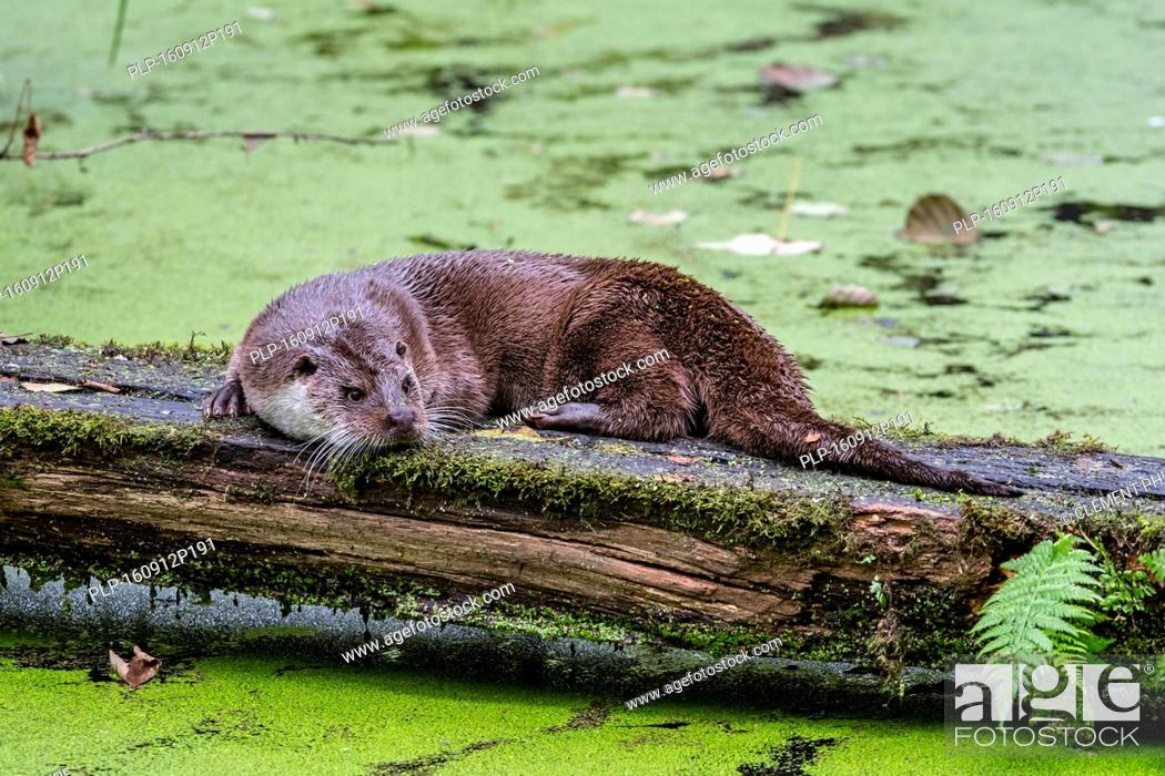 Stock Photo: European River Otter (Lutra lutra) scent-marking log over pond by crawling on its belly and chin rubbing, thus spreading odour from glands.