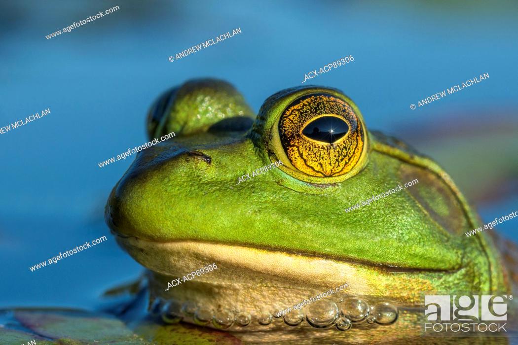 Stock Photo: Bullfrog (Rana catesbeiana) in wetland on Horseshoe Lake in Muskoka near Rosseau, Ontario, Canada.