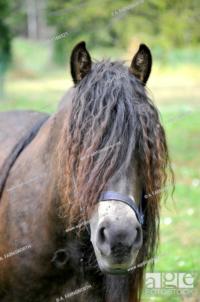 Horse with long hair, Medevi, Sweden, Stock Photo, Picture And Rights  Managed Image. Pic. D50-1166521 | agefotostock