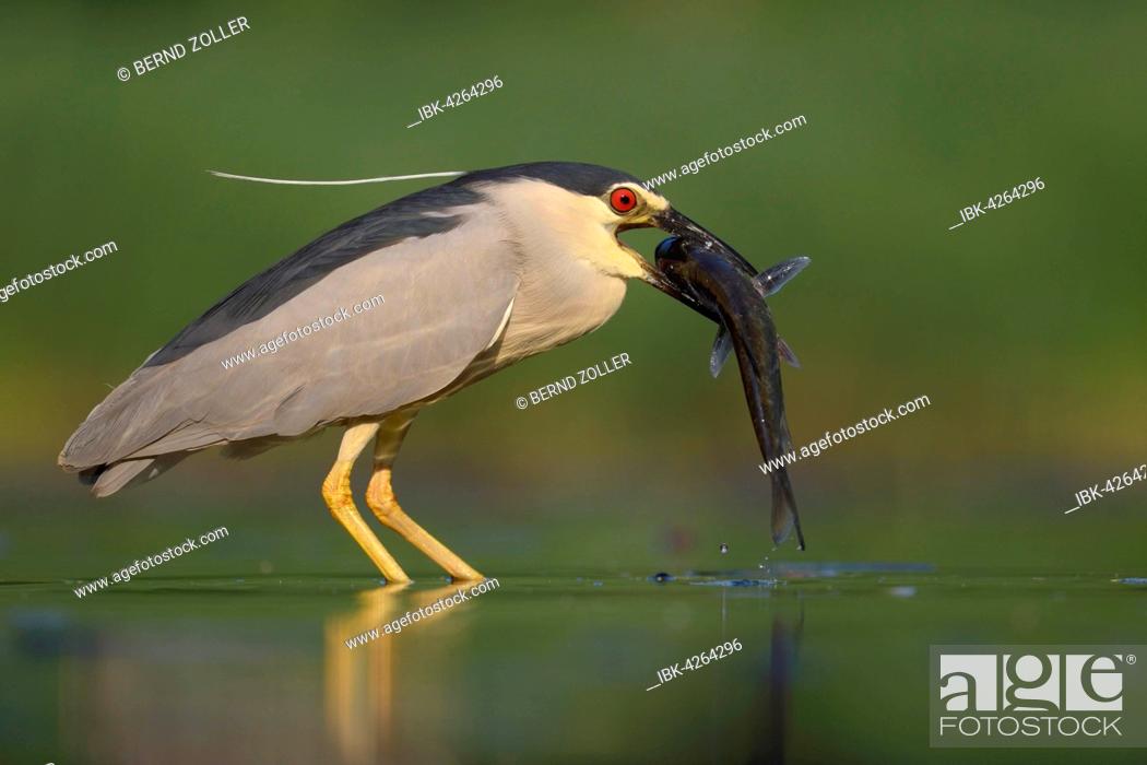 Stock Photo: Black-crowned night heron (Nycticorax nycticorax), adult heron with fish, devouring its prey, Kiskunság National Park, Hungary.