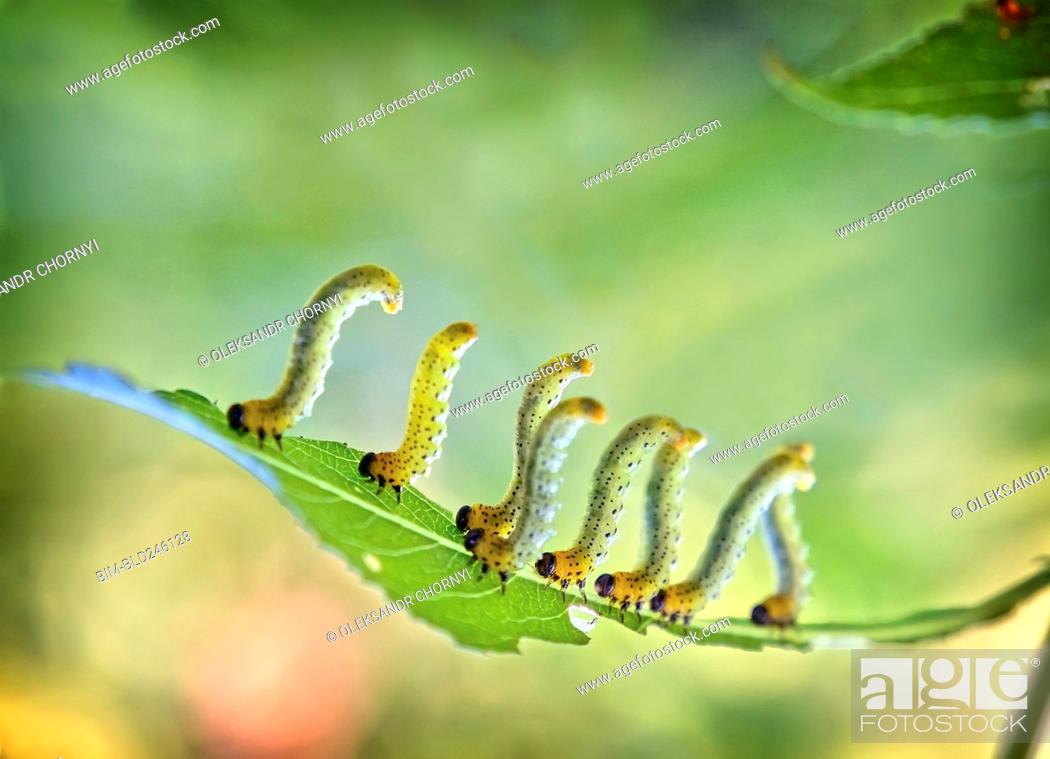 Caterpillars walking on leaf, Stock Photo, Picture And Royalty Free Image.  Pic. BIM-BLD246128 | agefotostock