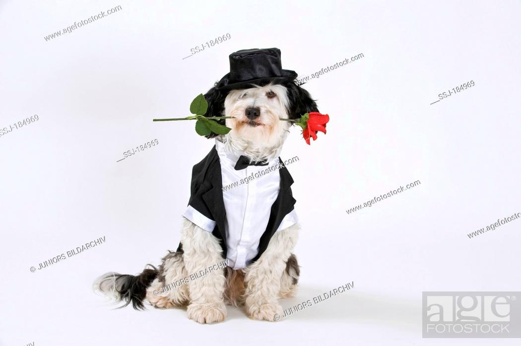 Mixed-breed dog (Tibetan Terrier x Spanish Water dog). Adult dressed in a  tuxedo, Stock Photo, Picture And Rights Managed Image. Pic. SSJ-184969 |  agefotostock
