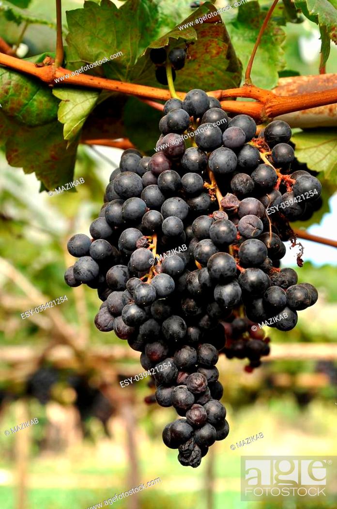 Stock Photo: Grapes can be eaten raw or they can be used for making jam, juice, jelly, wine, grape seed extract, raisins, vinegar, and grape seed oil.