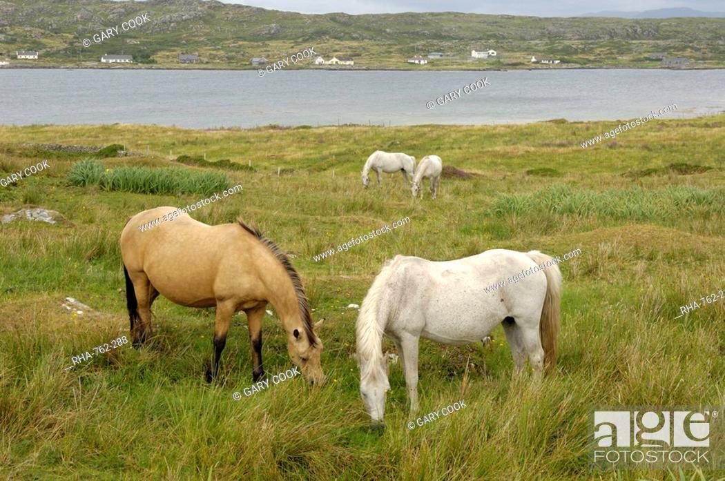 Stock Photo: Connemara Ponies, County Galway, Connacht, Republic of Ireland, Europe.