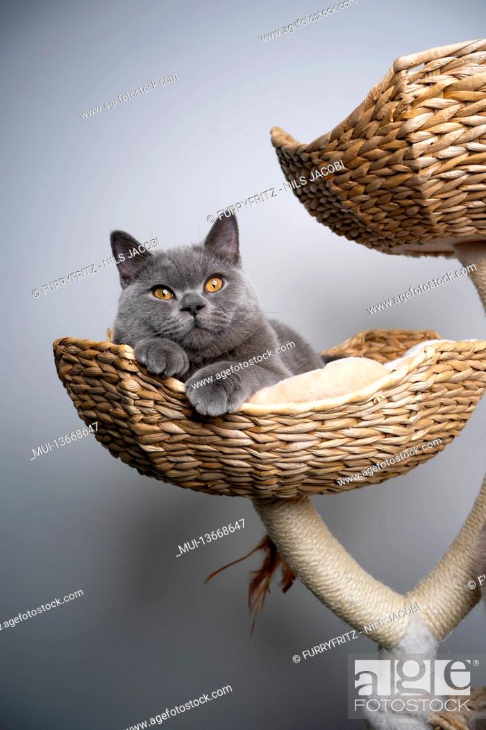 Stock Photo: 6 month old blue british shorthair kitten resting on comfortable pet bed of scratching post.