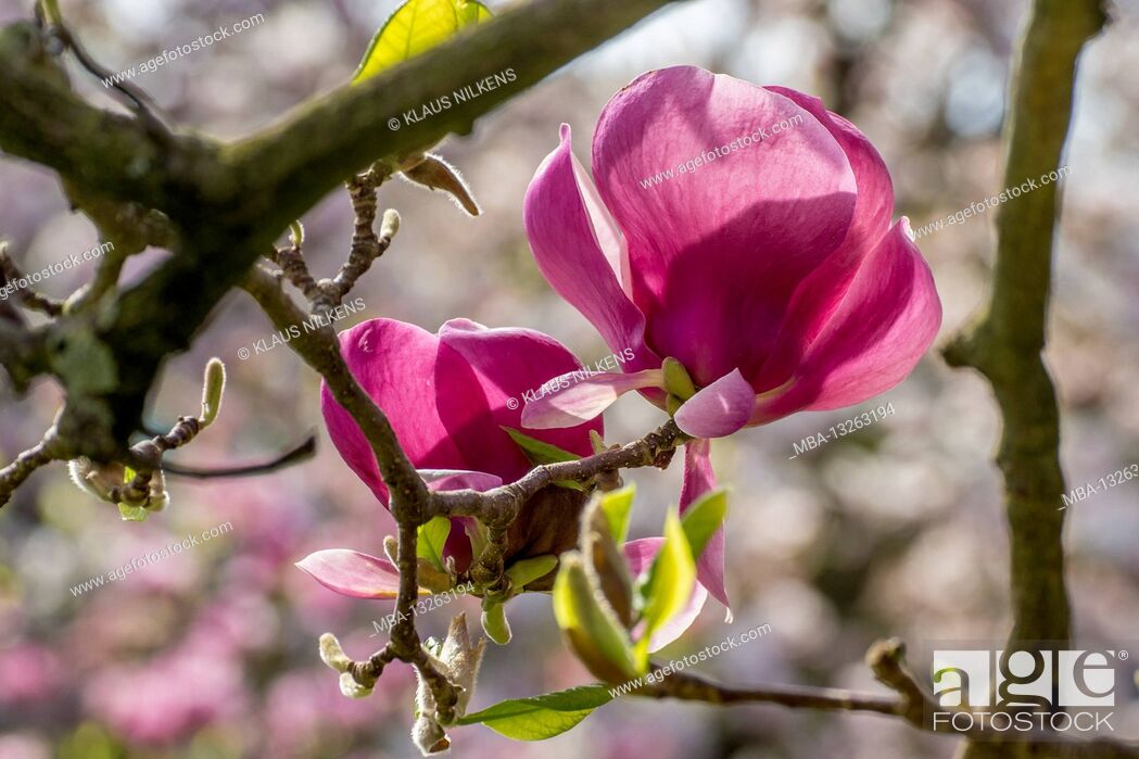 Stock Photo: Magnolia blossoms in the back light.