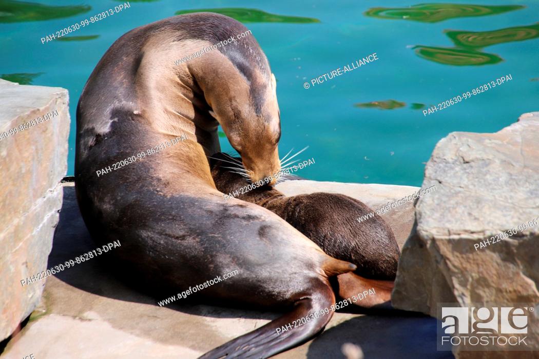 Stock Photo: 30 June 2022, North Rhine-Westphalia, Cologne: A sea lion cub cuddles with its mother. The sea lion offspring has recently been splashing around in Cologne Zoo.