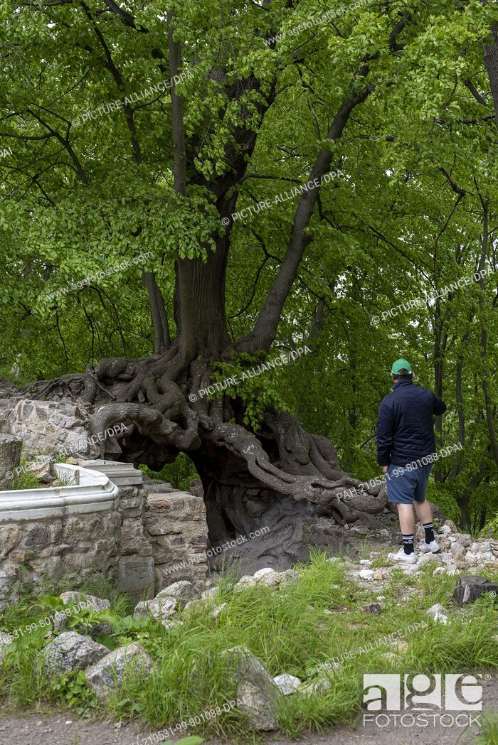 Stock Photo: 22 May 2021, Saxony-Anhalt, Stecklenberg: A hiker takes a photo of an old lime tree at the entrance to the Lauenburg ruins in the Harz mountains.