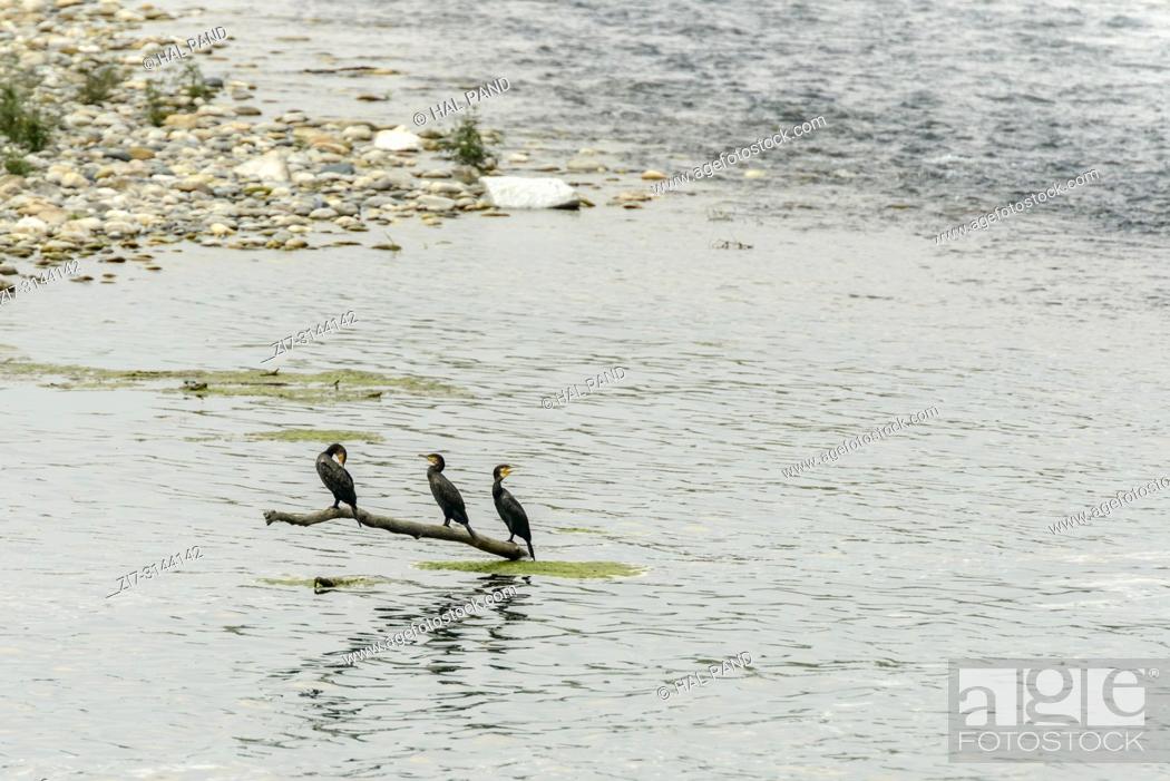 Stock Photo: Cormorans at rest on branch emerged from Ticino river waters, shot in bright fall light at Bernate, Italy.
