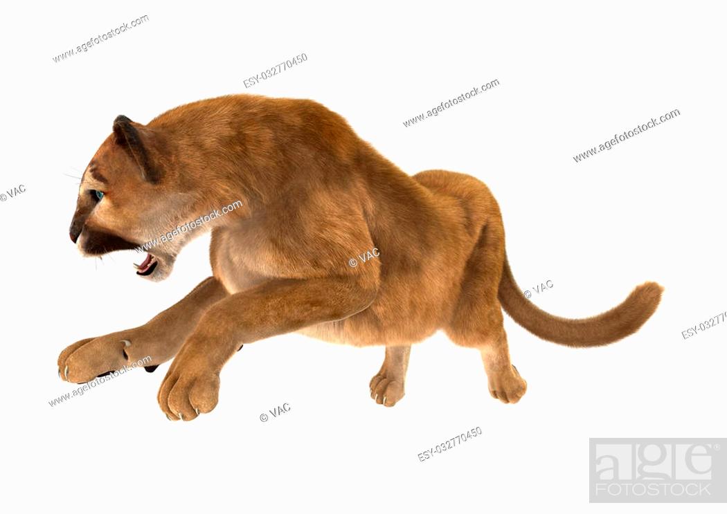 3D digital render of a big cat puma hunting iisolated on white background,  Stock Photo, Picture And Low Budget Royalty Free Image. Pic. ESY-032770450  | agefotostock