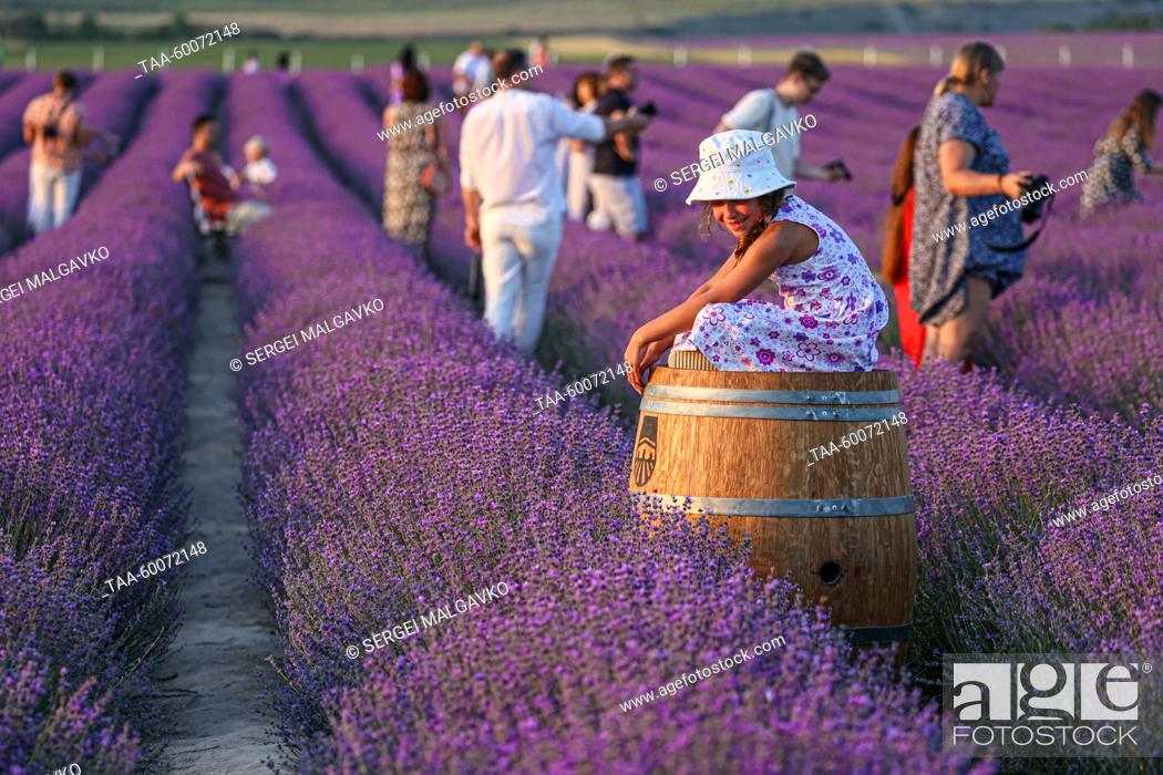 Stock Photo: RUSSIA, REPUBLIC OF CRIMEA - JUNE 25, 2023: People walk in a lavender field of the Turgenevskaya farm in the village of Turgenevka.