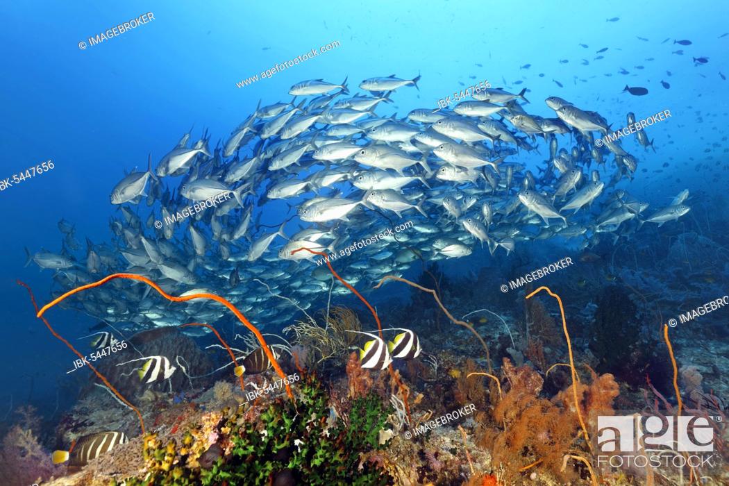 Stock Photo: Coral reef with various soft corals (Octocorallia) and hard corals (Hexacorallia), Pennant coralfish (Heniochus acuminatus) and shoal Bigeye trevallies (Caranx.