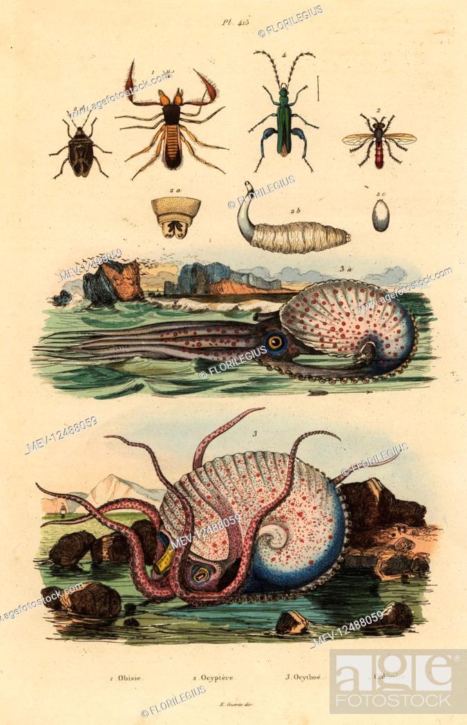 Stock Photo: Pseudoscorpion, Chthonius orthodactylus 1, Octyptera bicolor 2, tuberculate pelagic octopus, Ocythoe tuberculata 3, and false oil beetle, Oedemera nobilis 4.