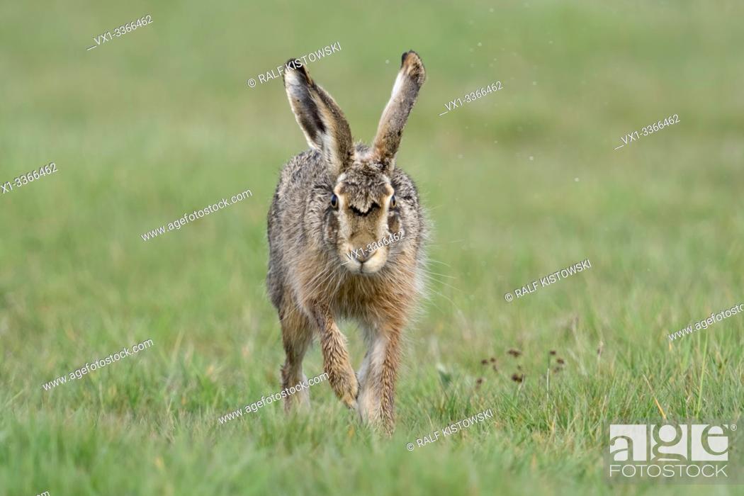 Stock Photo: Brown Hare / European Hare / Feldhase ( Lepus europaeus ) running towards camera, the photographer, eye contact, looks funny, wildlife, Europe.