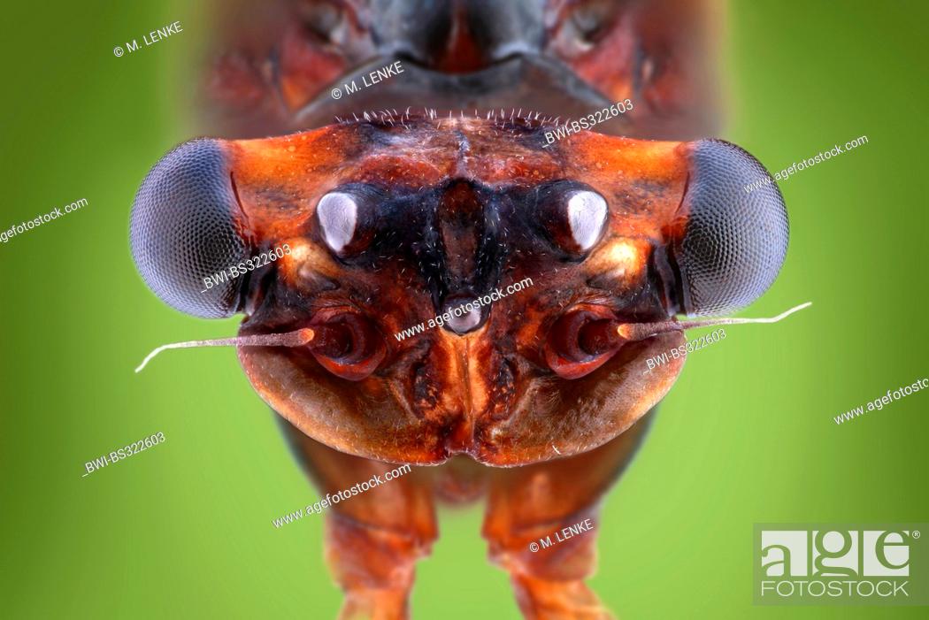 mayflies (Ephemeroptera), head of a mayfly with vestigial mouth parts,  Germany, Stock Photo, Picture And Rights Managed Image. Pic. BWI-BS322603 |  agefotostock