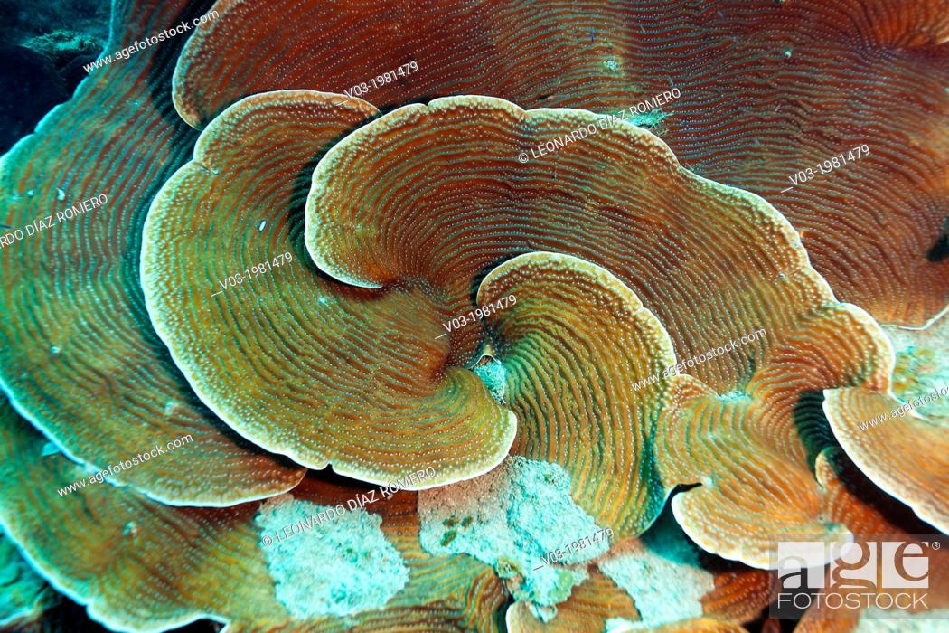 Stock Photo: Scroll Corals at Veracruz coral reefs, Mexico.