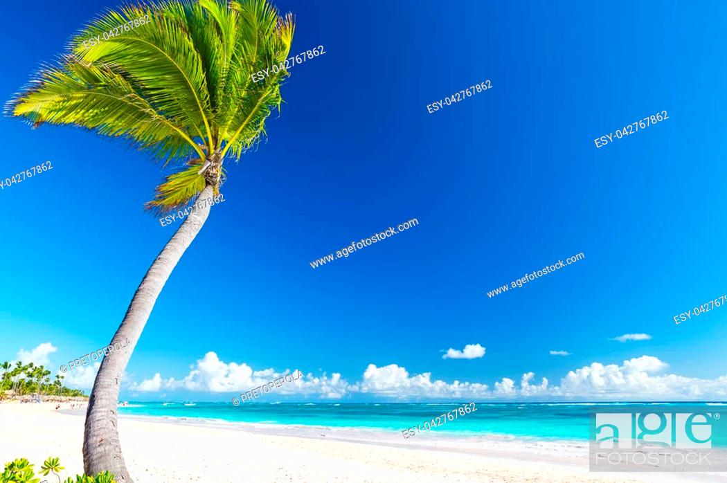 Hình Ảnh cảnh biển với cây dừa và bãi cát lấp lánh