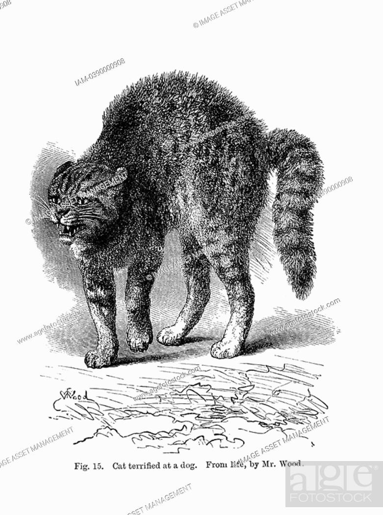 Cat terrified by a dog From Charles Darwin 'The Expression and Emotions in  Man and Animals', London, Stock Photo, Picture And Rights Managed Image.  Pic. IAM-0390000908 | agefotostock