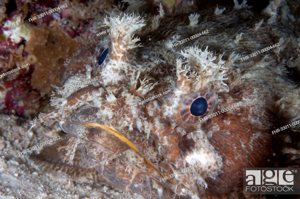Stock Photo: Banded Toadfish Halophyme diemensis adult, close-up of head, at night, Dampier Straits, Raja Ampat Islands Four Kings, West Papua, New Guinea, Indonesia.