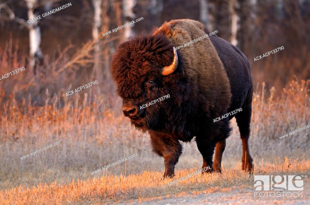 Plains bison (Bison bison bison) is the largest land animal in North America  Riding Mountain..., Stock Photo, Picture And Rights Managed Image. Pic.  ACX-ACP133790 | agefotostock