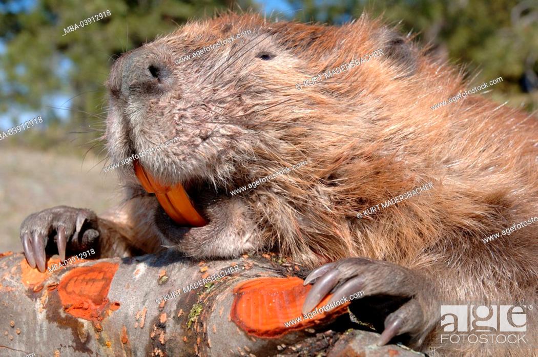 Canadian beaver, Castor canadensis, branch, portrait, animals, mammals,  rodents, Rodentia, Stock Photo, Picture And Rights Managed Image. Pic.  MBA-03912918 | agefotostock