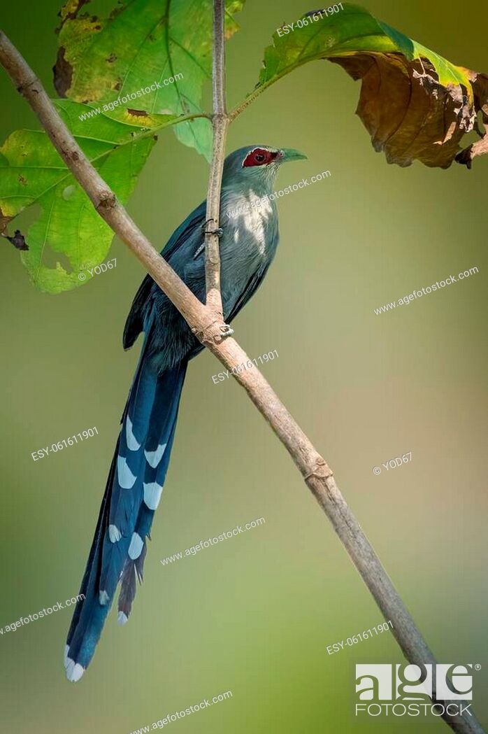 Stock Photo: Image of green-billed malkoha (Phaenicophaeus tristis) perched on a tree branch. Birds. Wild Animals.