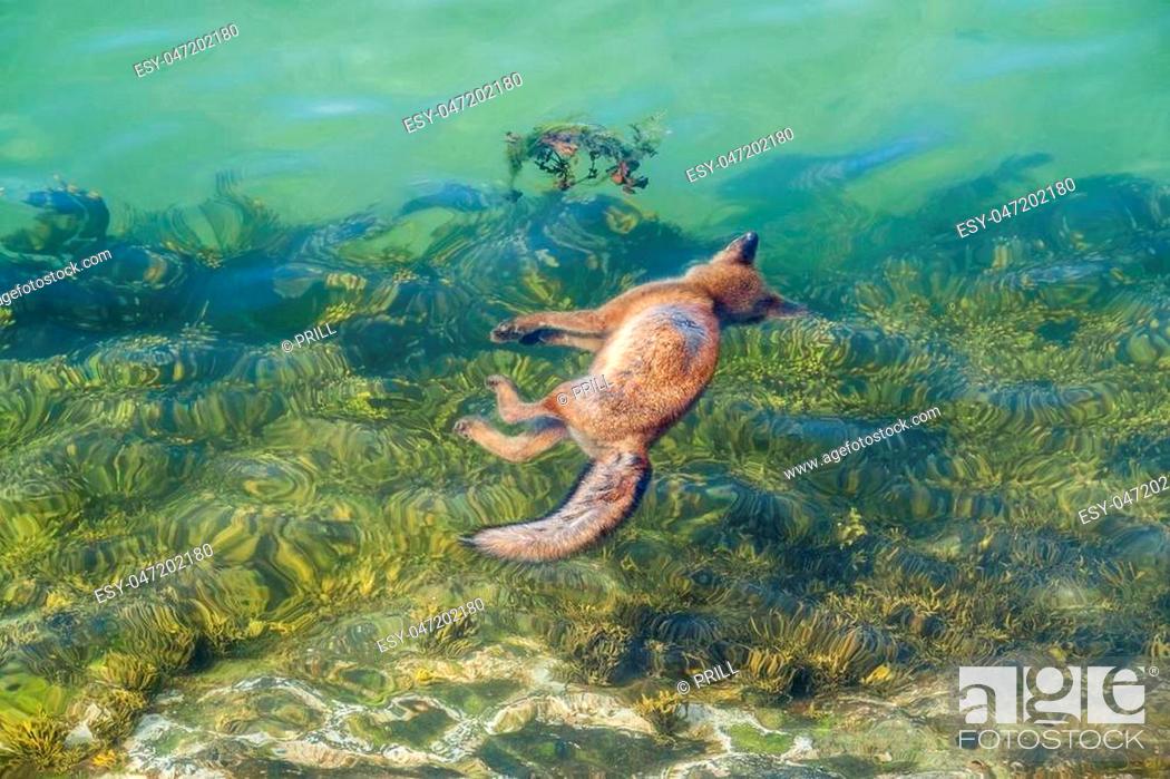 Stock Photo: riparian high angle scenery including a dead fox floating in the sea.