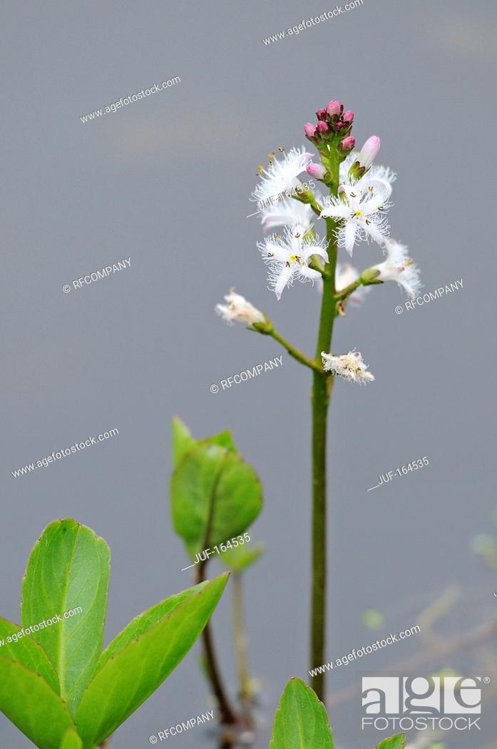 Stock Photo: bog-bean / Menyanthes trifoliata.