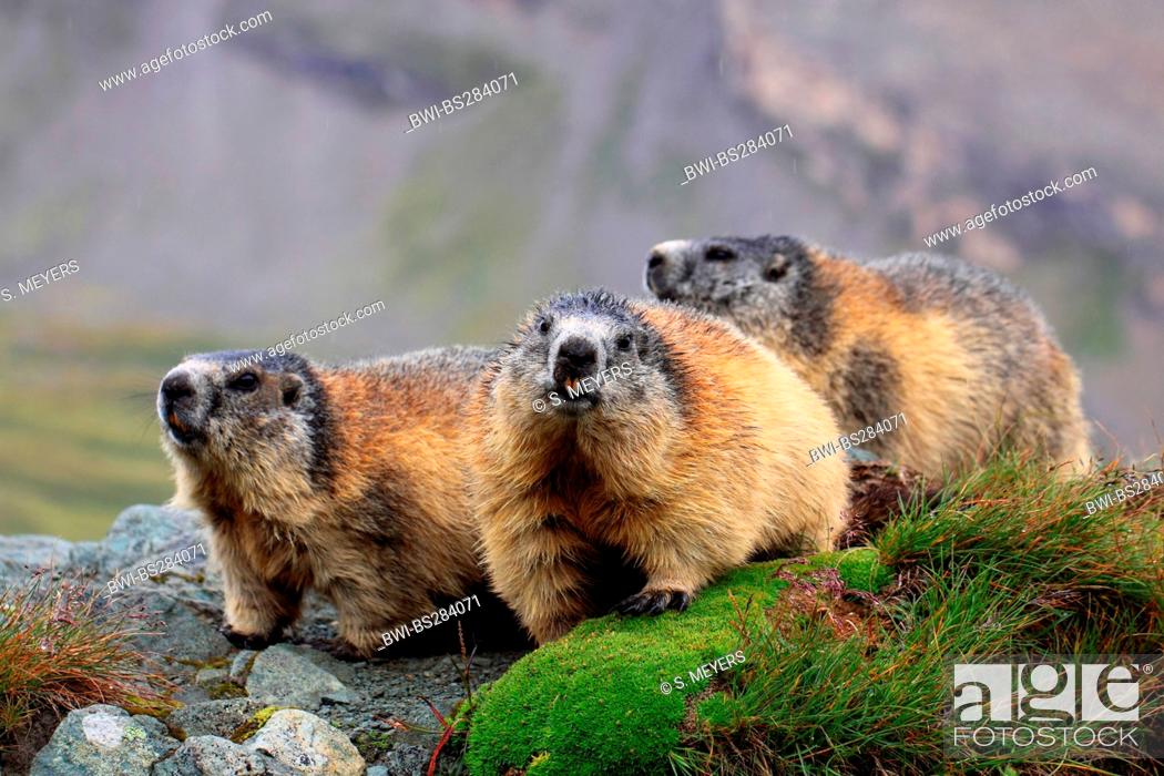 alpine marmot (Marmota marmota), three animals on a mossy rock spur,  Austria, Stock Photo, Picture And Rights Managed Image. Pic. BWI-BS284071 |  agefotostock