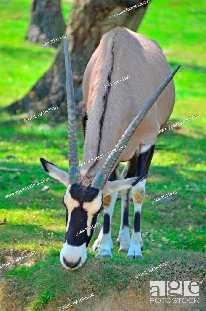 The long horns of the African Oryx, a species of antelope, Stock Photo,  Picture And Rights Managed Image. Pic. H44-30014467 | agefotostock