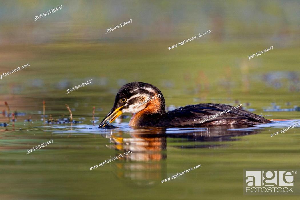 Stock Photo: red-necked grebe (Podiceps grisegena), swimming young bird with captured stickleback in the bill, side view, Germany.