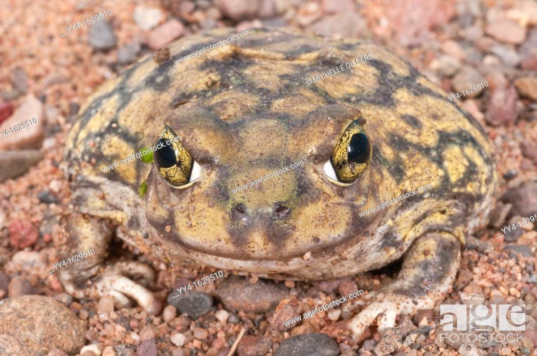 Imagen: Couch's spadefoot toad, Scaphiopus couchii, is native to the southwestern United States, northern Mexico, and the Baja peninsula.