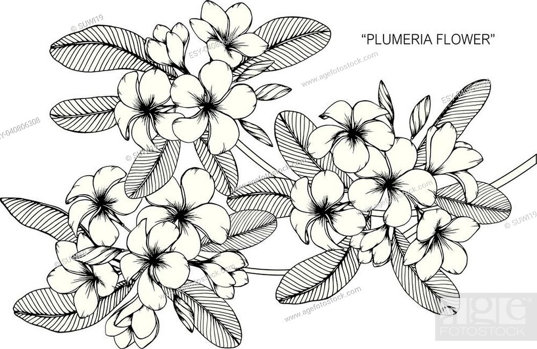 Vector Handdrawn Plant Frangipani Plumeria Tree Stock Vector (Royalty Free)  1474314737 | Shutterstock