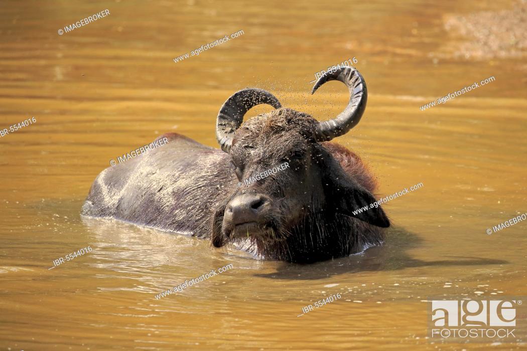 Stock Photo: Water buffalo, adult in water, bathing, Bundala National Park (Bubalis bubalis), Sri Lanka, Asia.