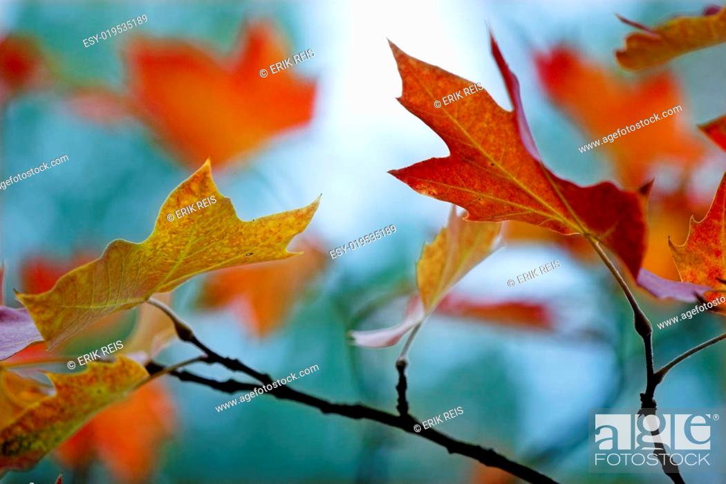 Stock Photo: Fall leaves.