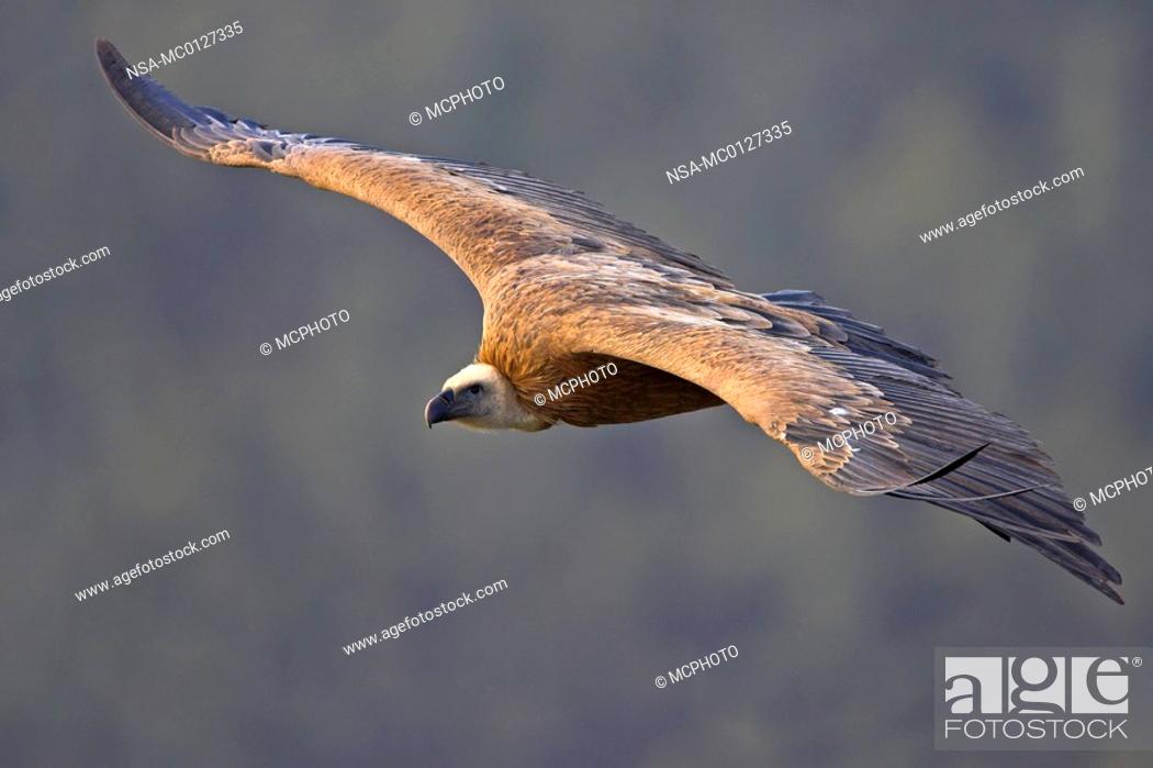 Stock Photo: Griffon Vulture.