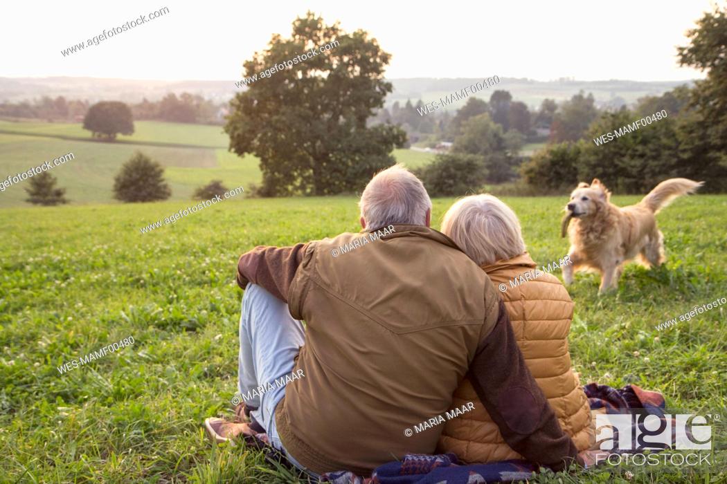 Stock Photo: Back view of senior couple sitting on a meadow at sunset watching their dog playing.