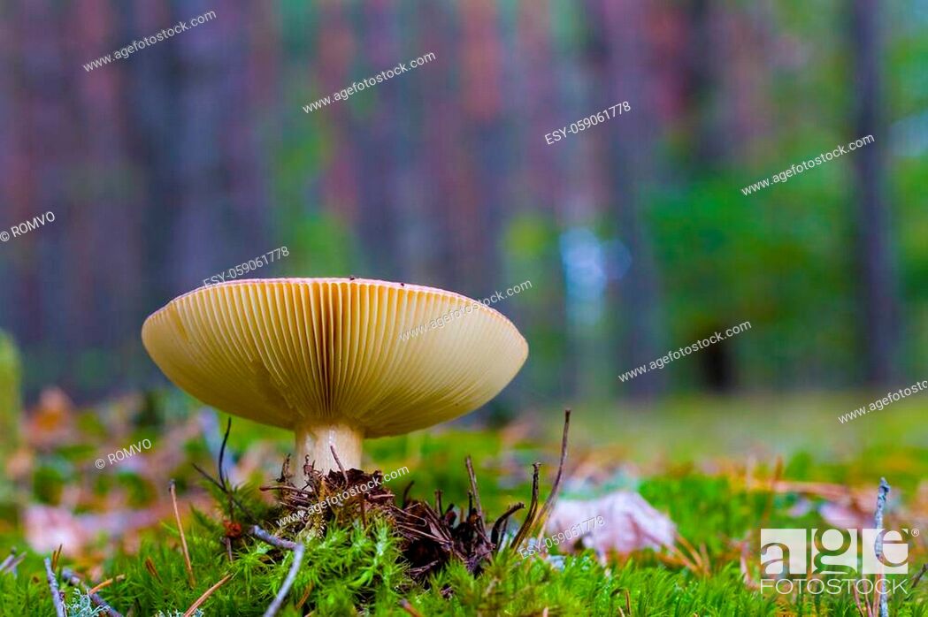 Stock Photo: Big lamellar mushroom grows in wood. Beautiful season plant growing in nature.