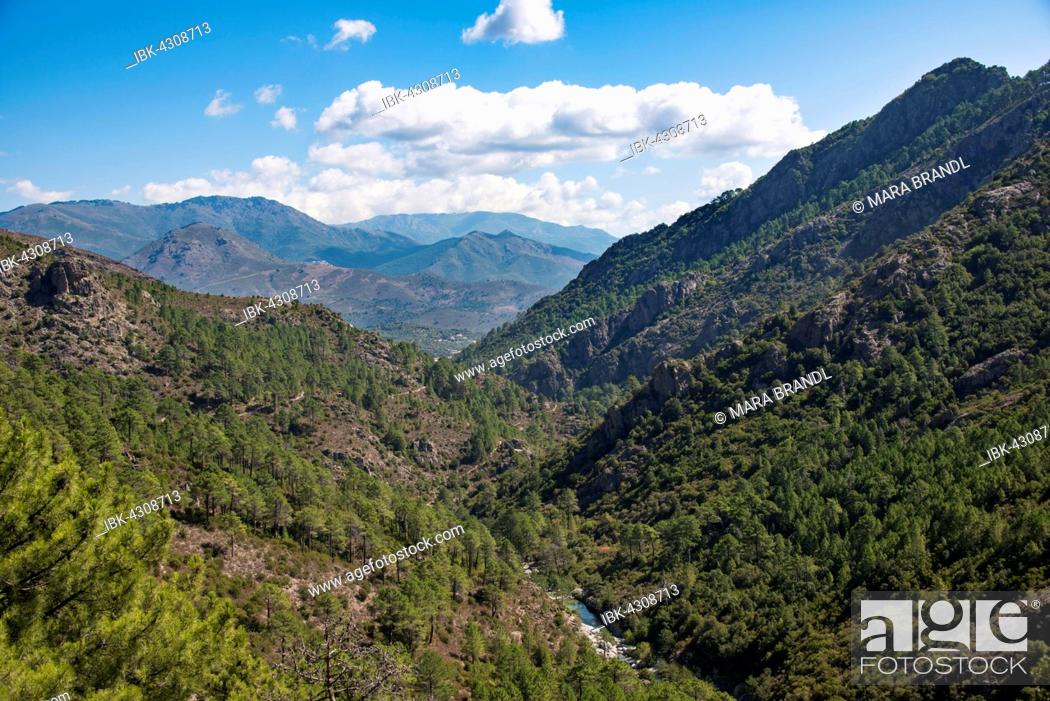 Stock Photo: Tavignano river valley, forest, mountains, Corte, Haute-Corse, Corsica, France.