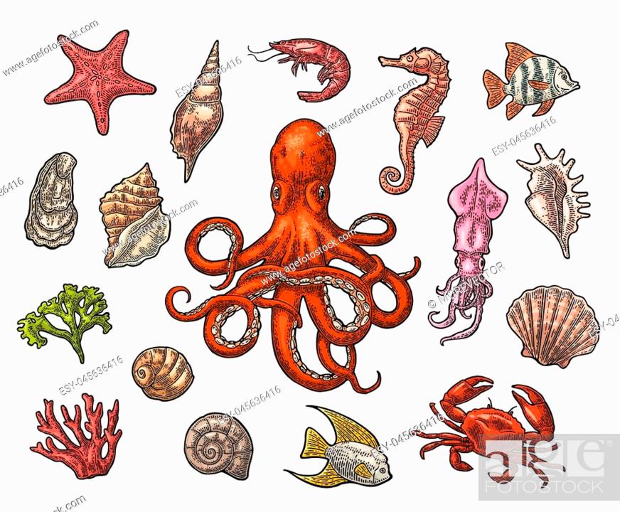 Set sea animals. Shell, cuttlefish, coral, oyster, crab, shrimp, seaweed,  star, fish and octopus, Stock Vector, Vector And Low Budget Royalty Free  Image. Pic. ESY-045636416 | agefotostock