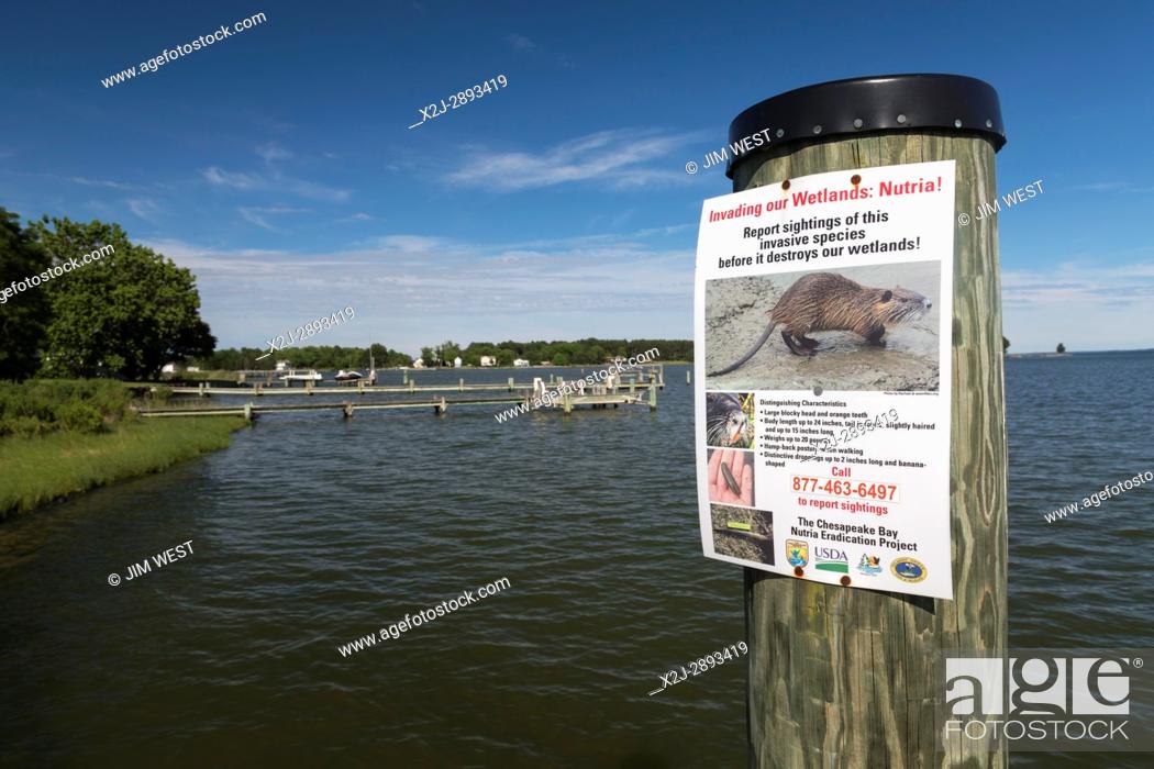 Photo de stock: Fairbank, Maryland - A poster at a dock on the Chesapeake Bay asks residents to report signs of the invasive nutria.