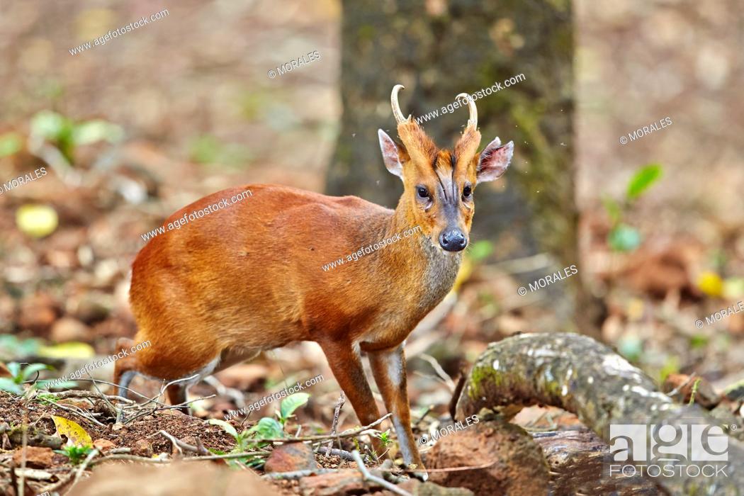Stock Photo: Asia, India, Tamil Nadu, Anaimalai Mountain Range Nilgiri hills, Indian muntjac Muntiacus muntjak, or Red muntjac, Common muntjac or Barking deer, adult male.