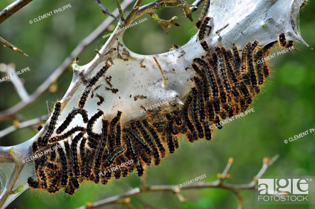 Caterpillar Larvae Of Small Eggar Moth Eriogaster Lanestris Living