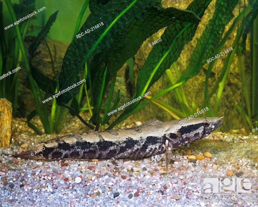 Asiatica channa The snakehead